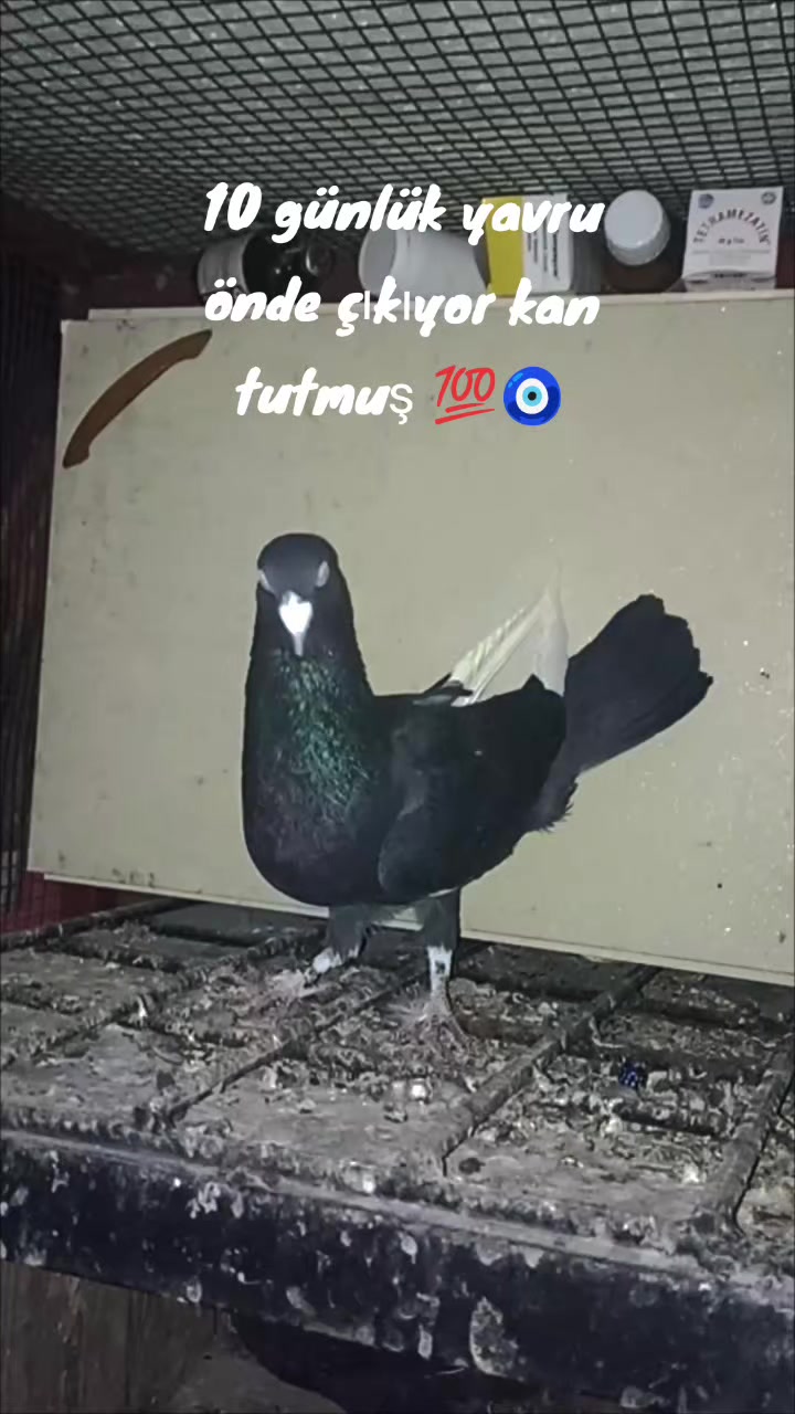 @kıvırcık Ali