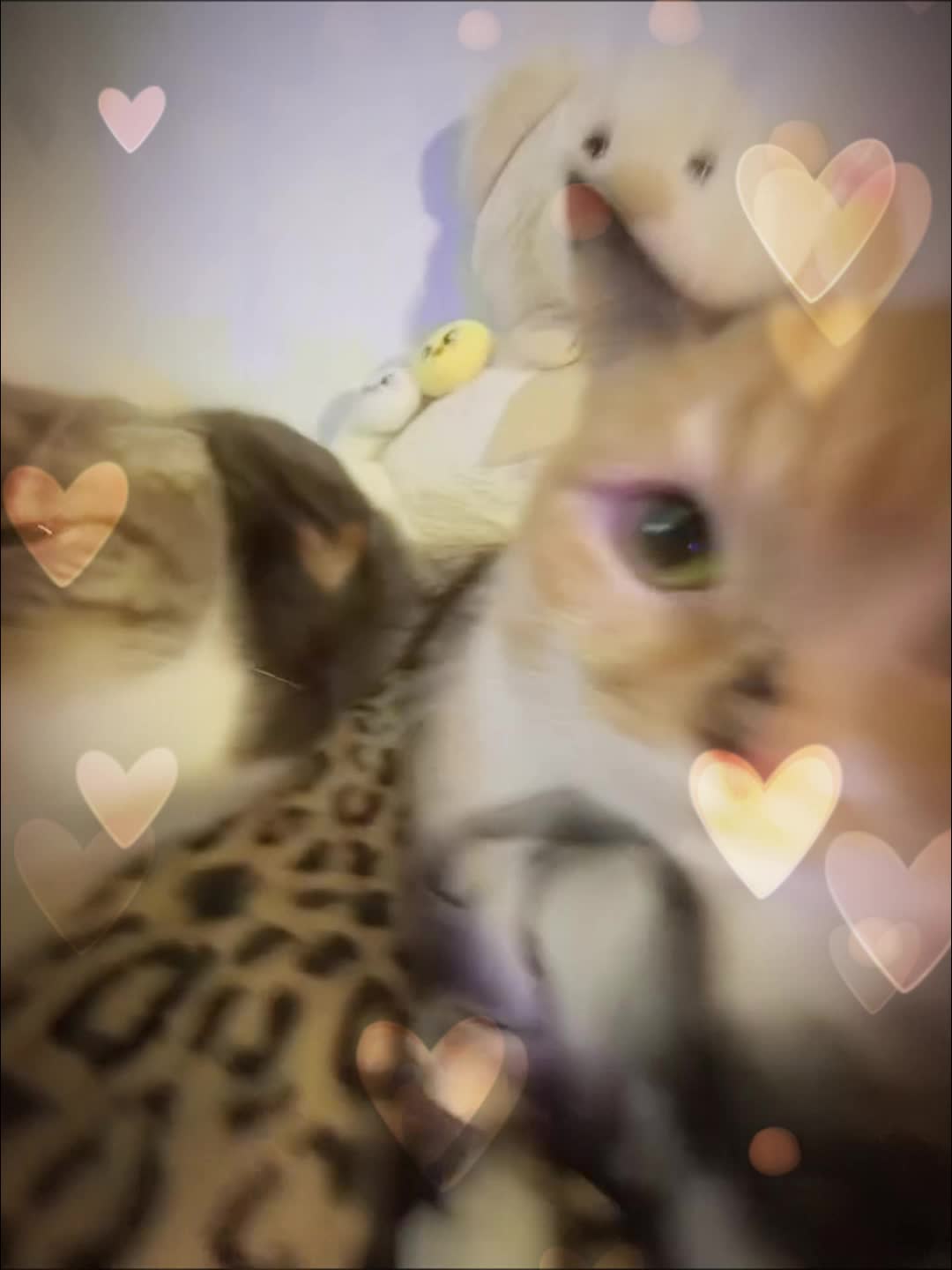 @Mihamii35
