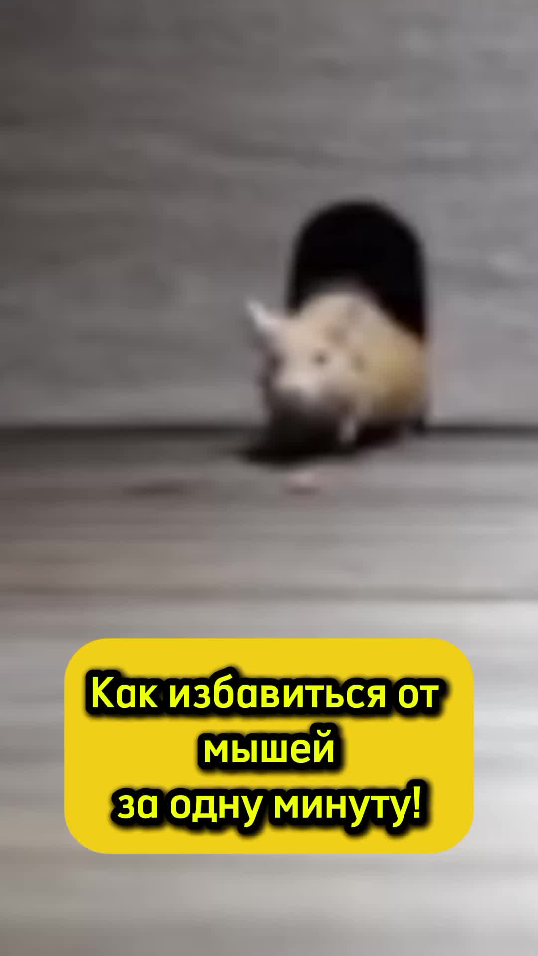 @Ogorodozigzag