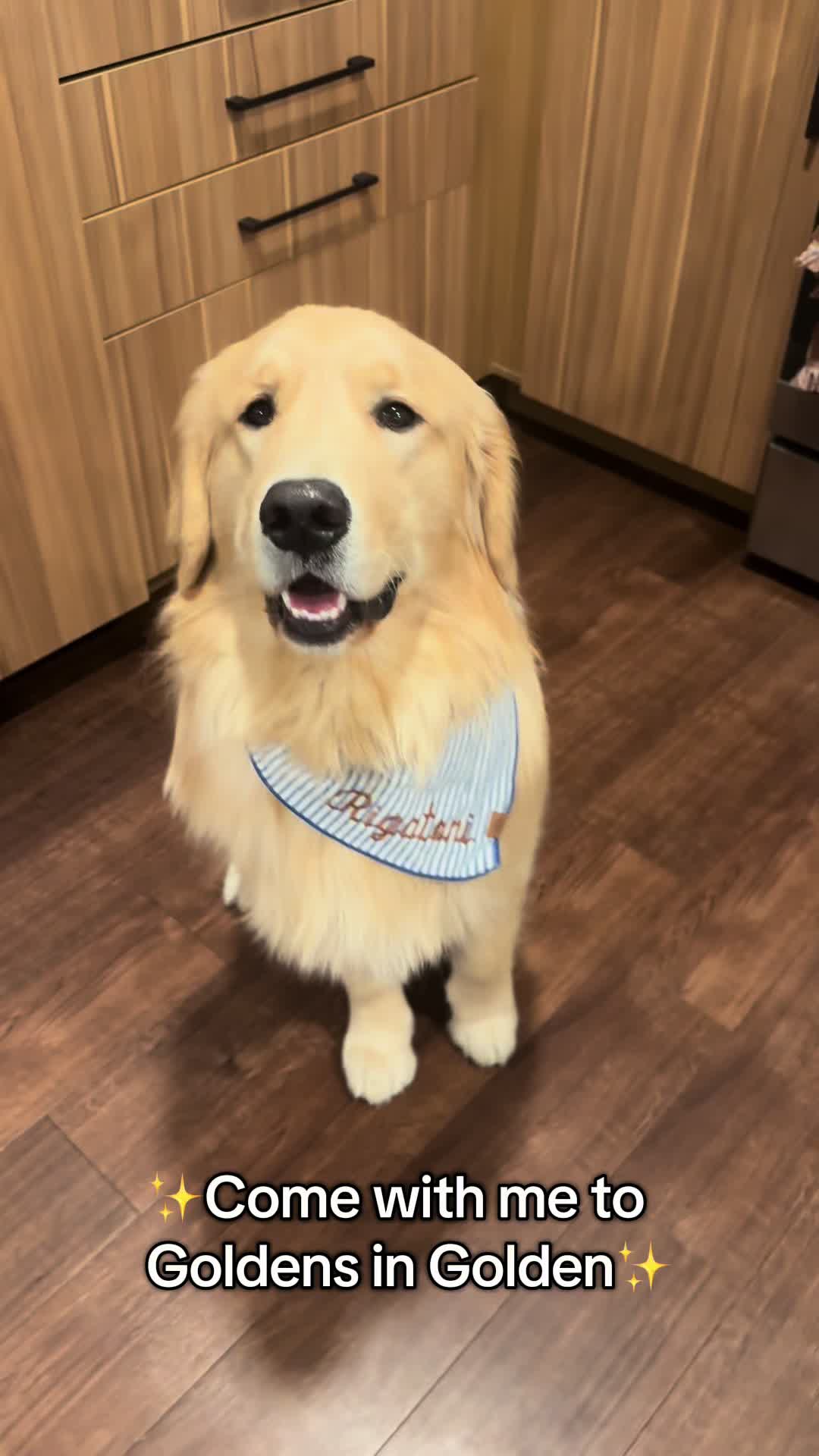 @rigatoni_thegolden