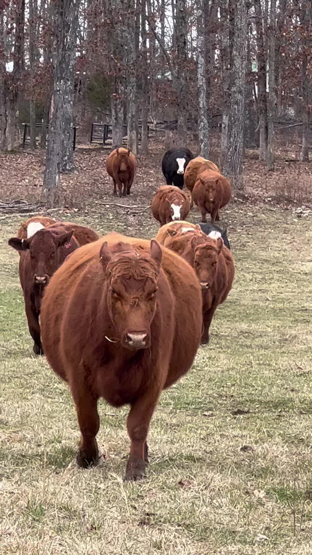@Massey Land &amp; Cattle