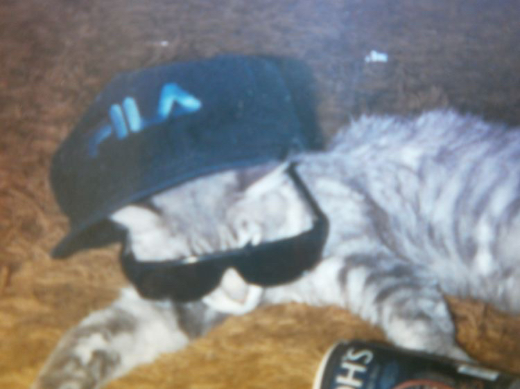 @cat&ensp;with&ensp;socks