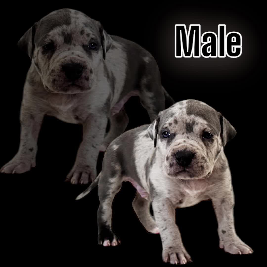 @🐾 Boundless Bullies 🐾