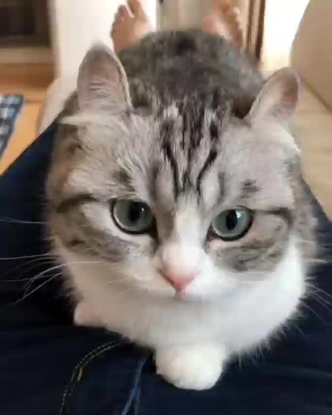 @гифки с комару