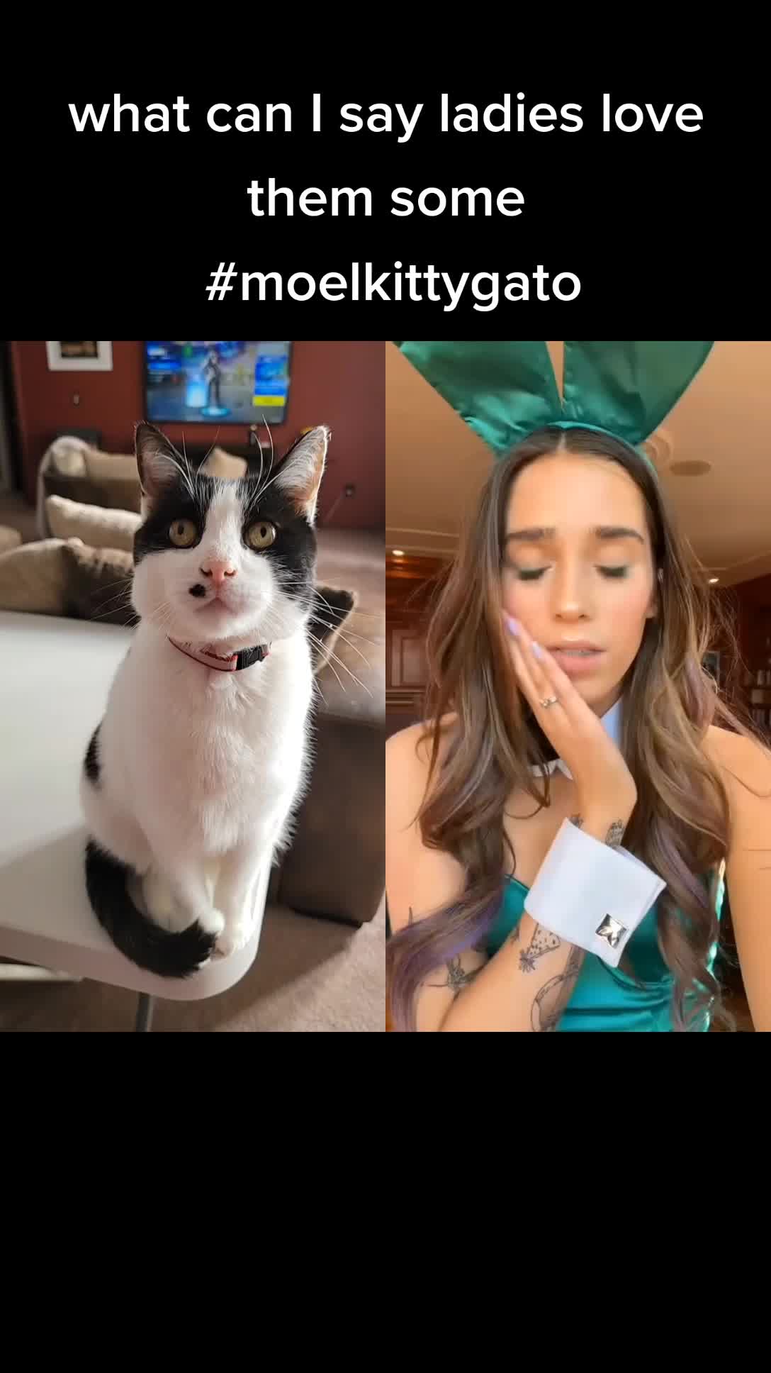 @Mo El Kitty Gato