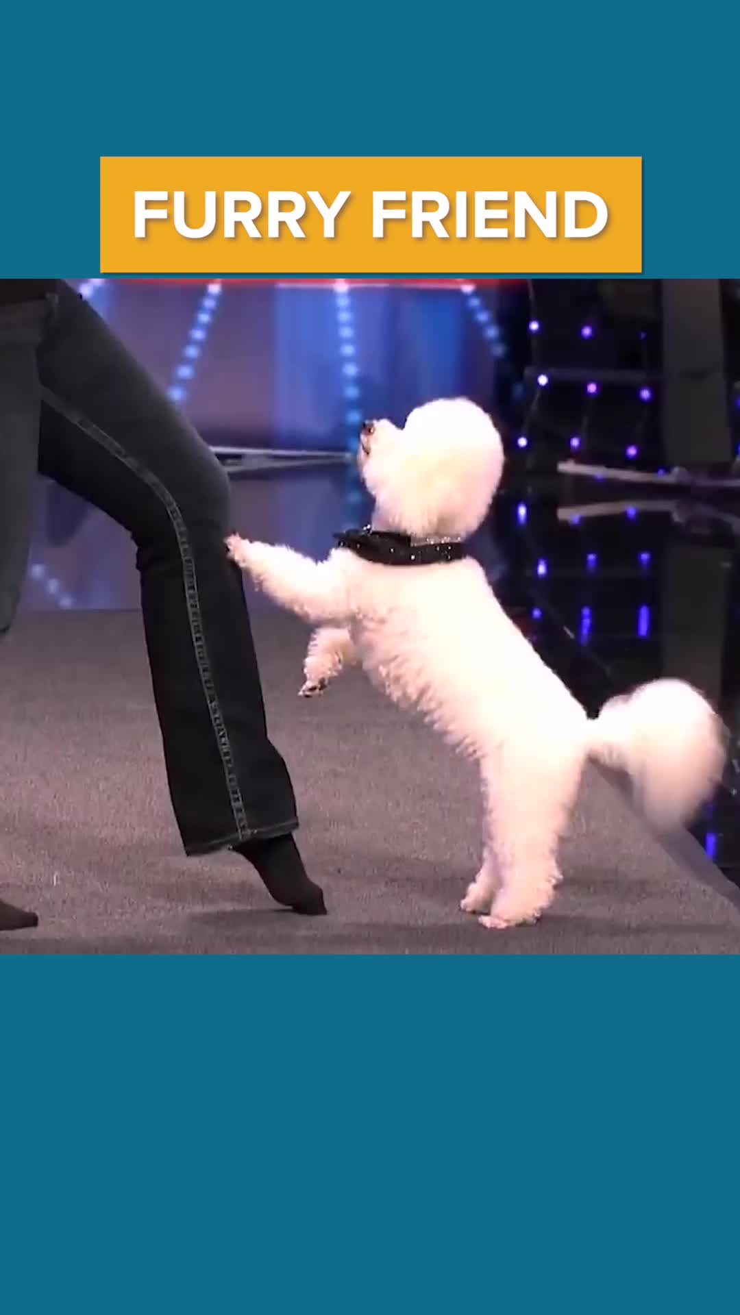 @MOST TALENTED ANIMALS