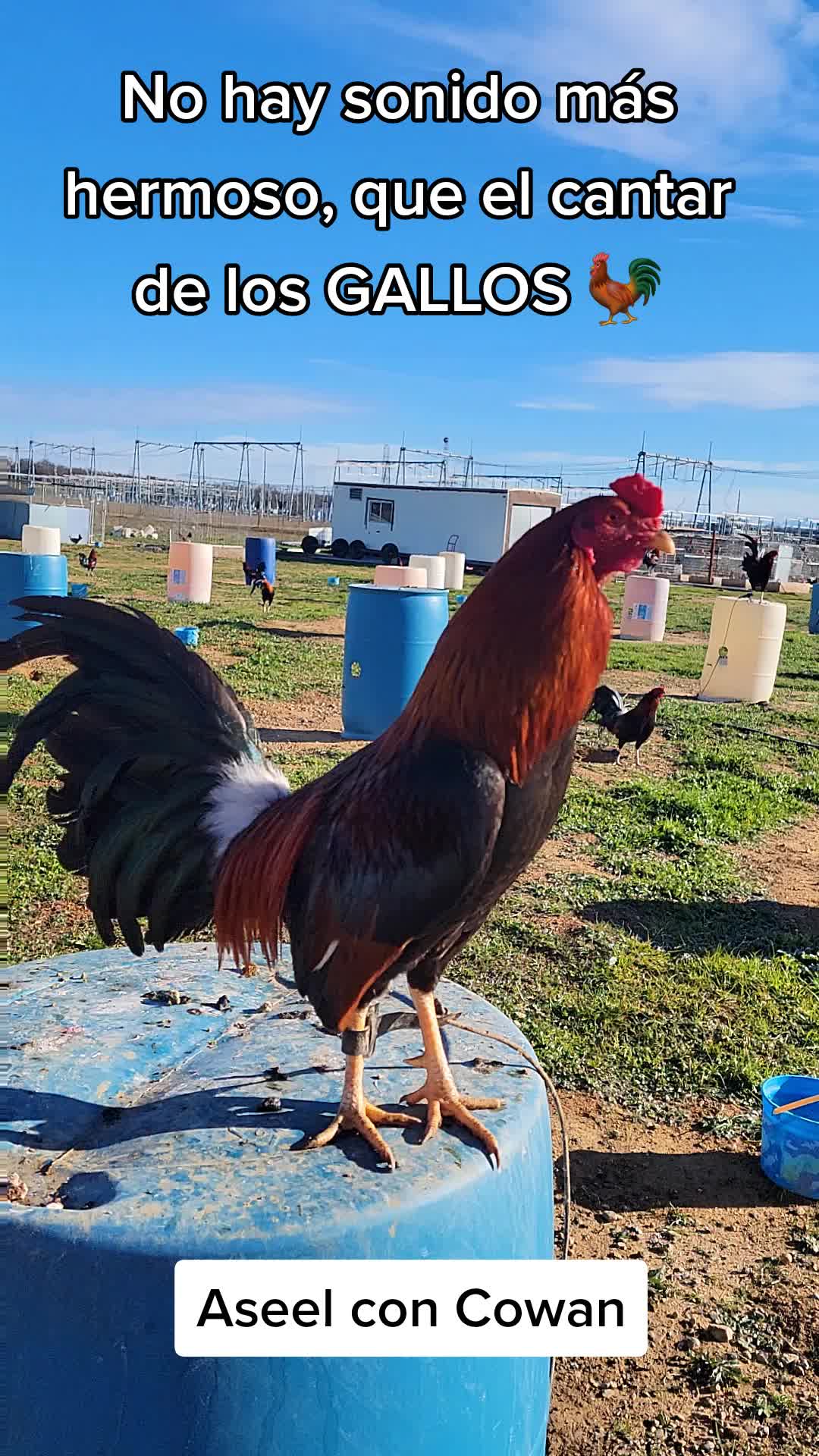 @TEO.FARM.CECI