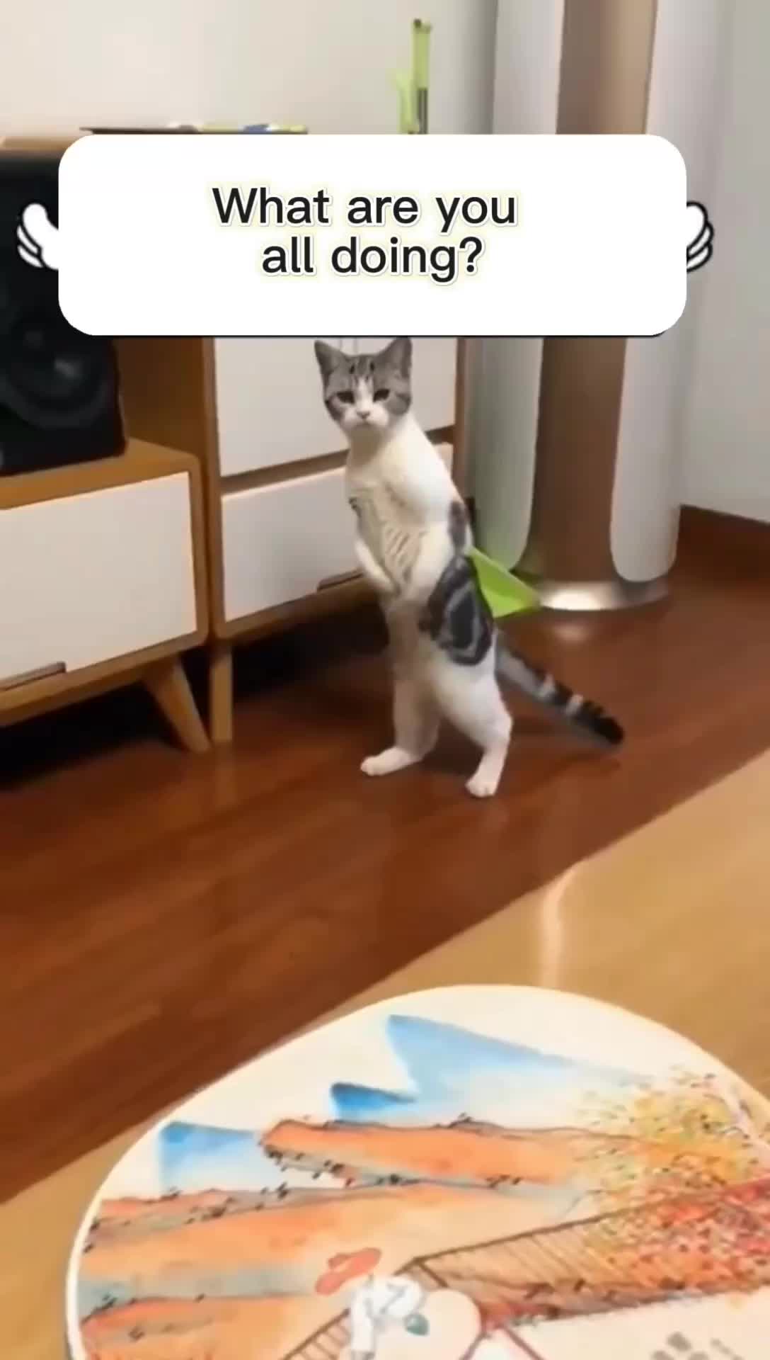 @Cats and dogs