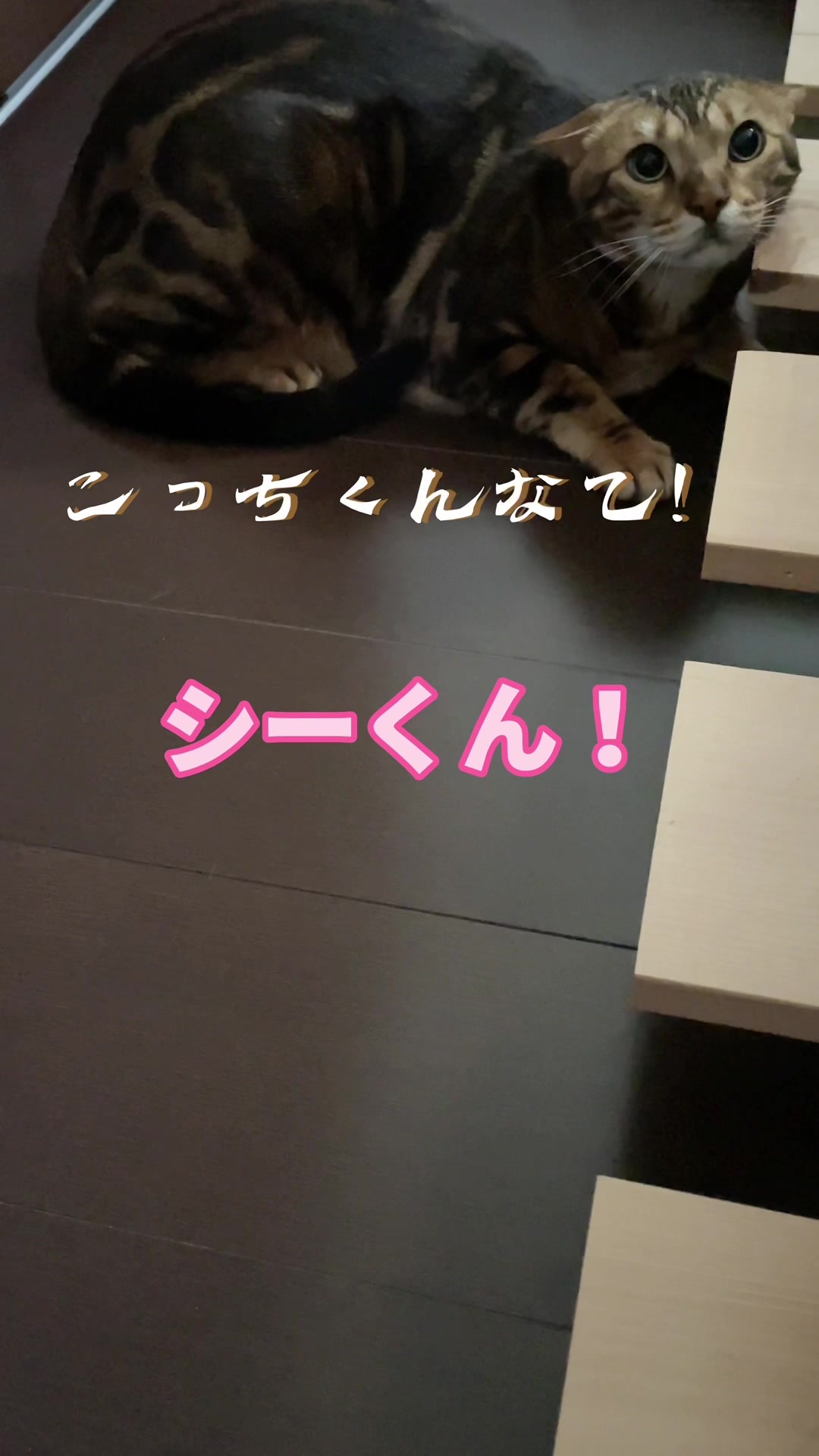 @chuochi_fuufu