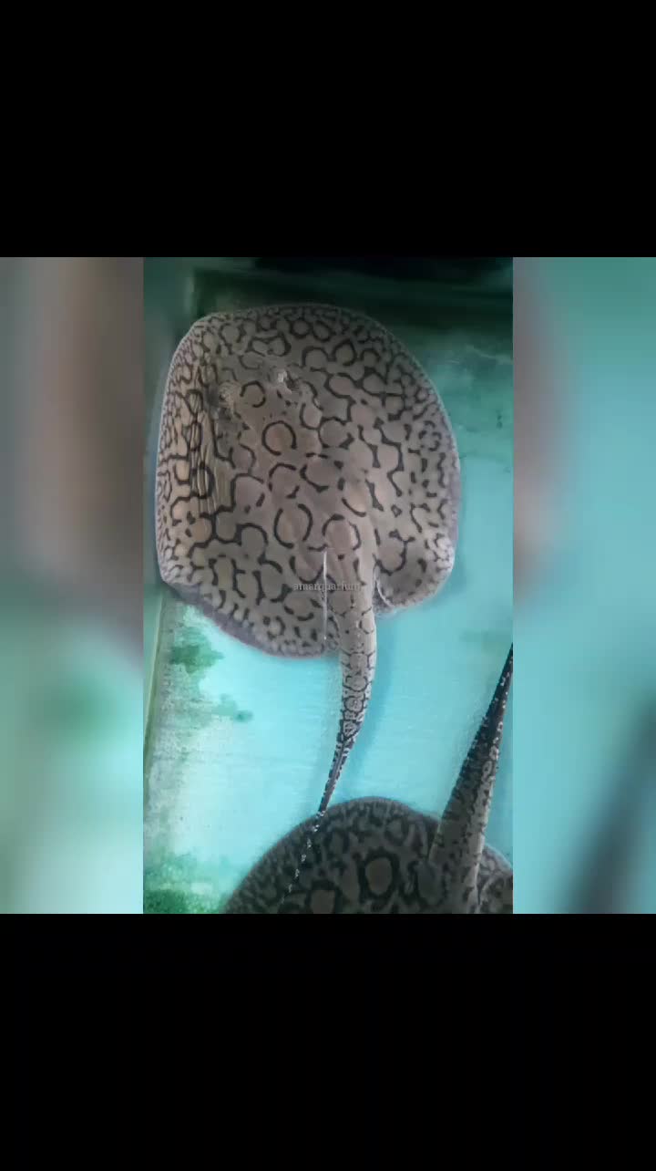 @NEYUMARR