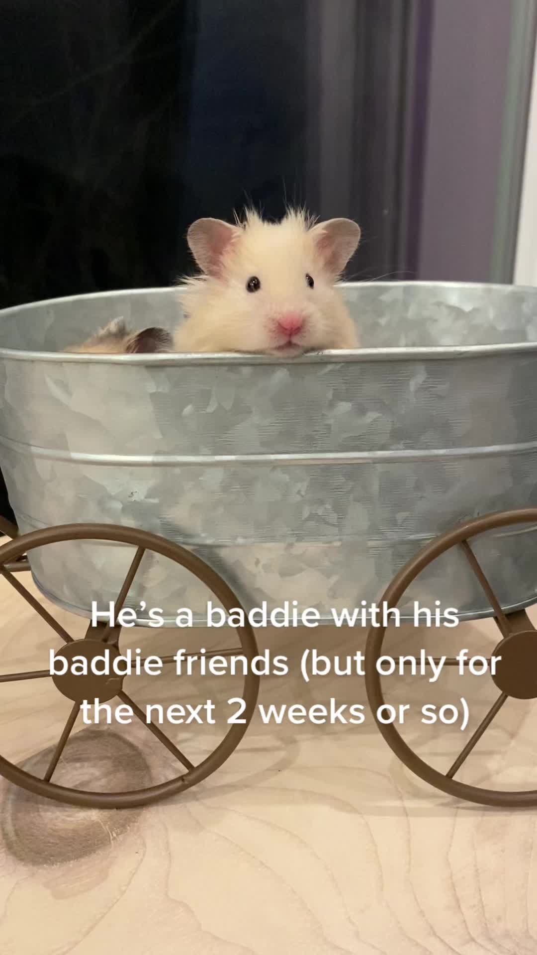 @Poppy Bee Hamstery