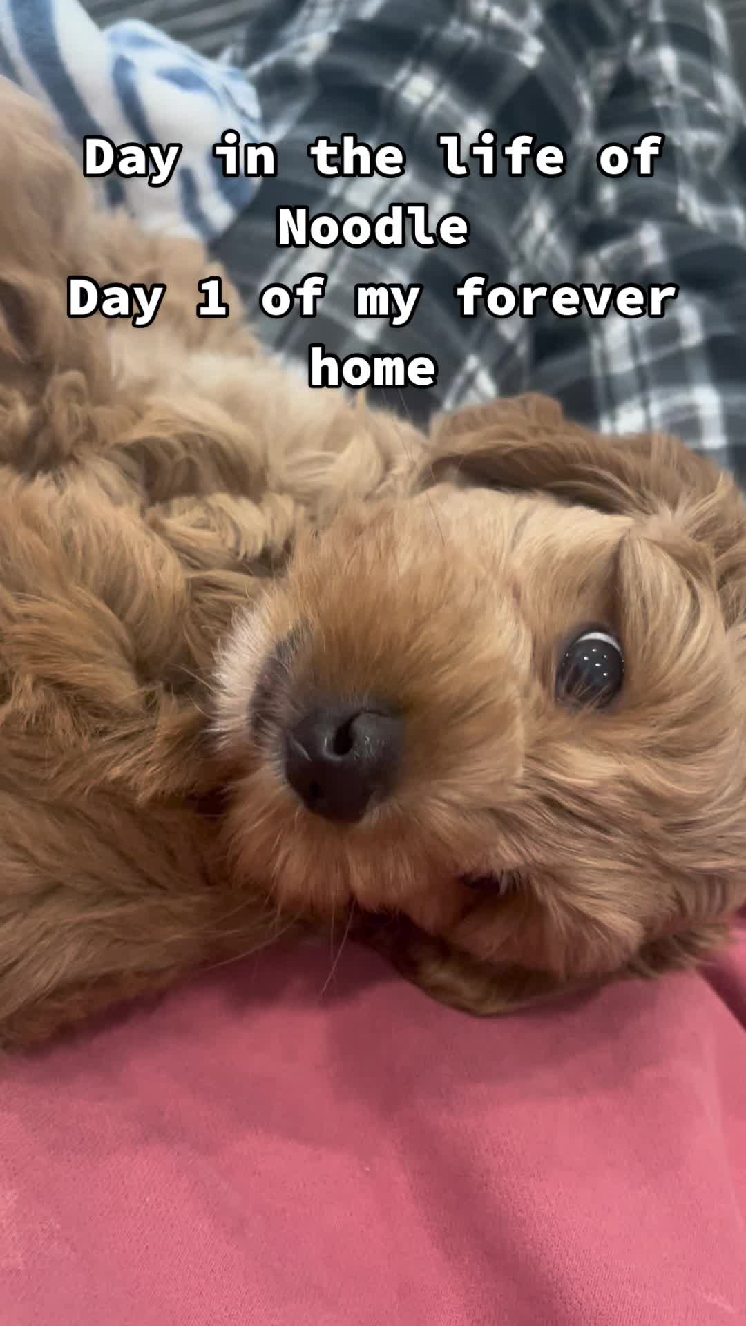 @Nood the Dood