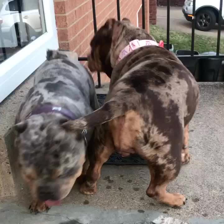 @wildtrikennels