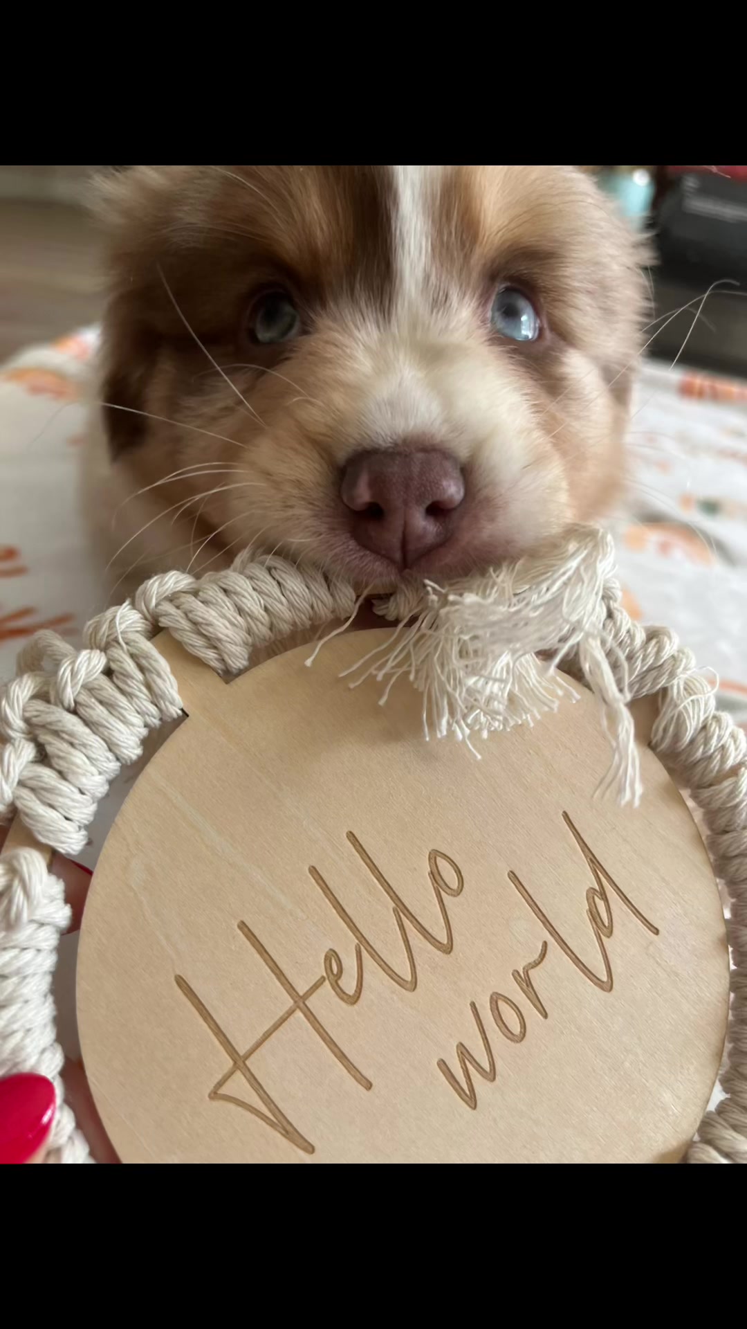@Pretzel 🥨