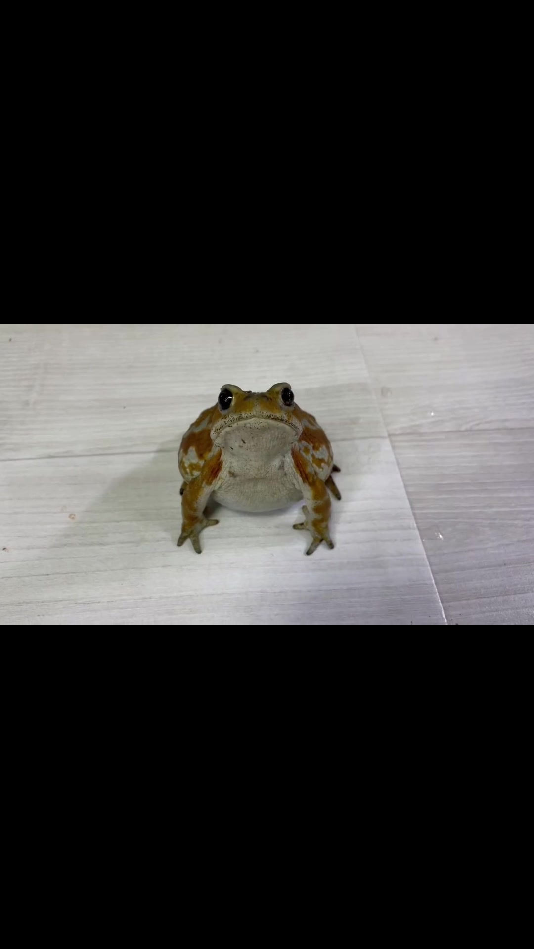 @toadhearted