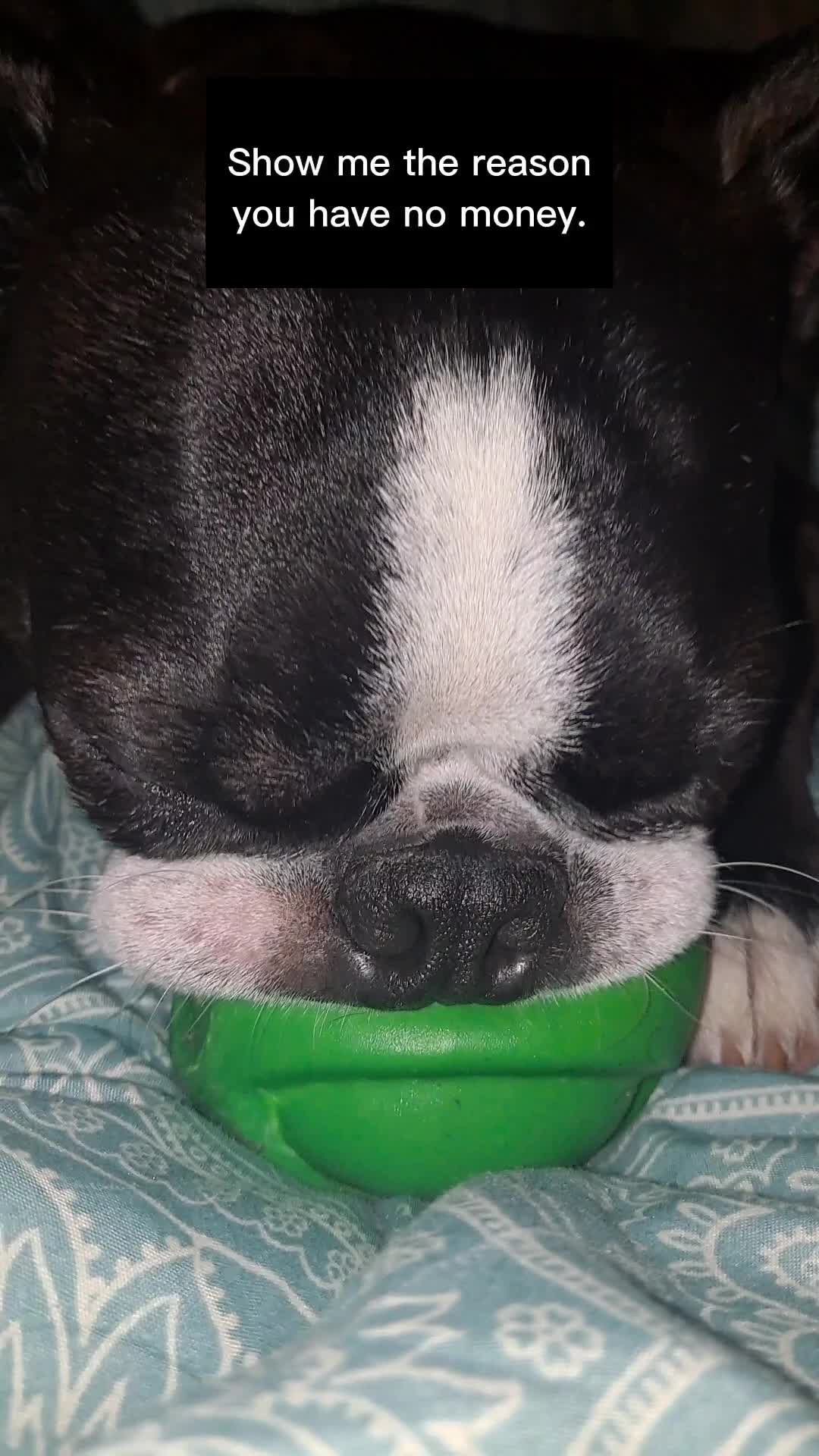 @Ruby the Boston Terrier-G7