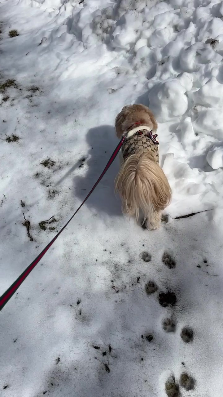 @Dr. Max and Ollie 🐶