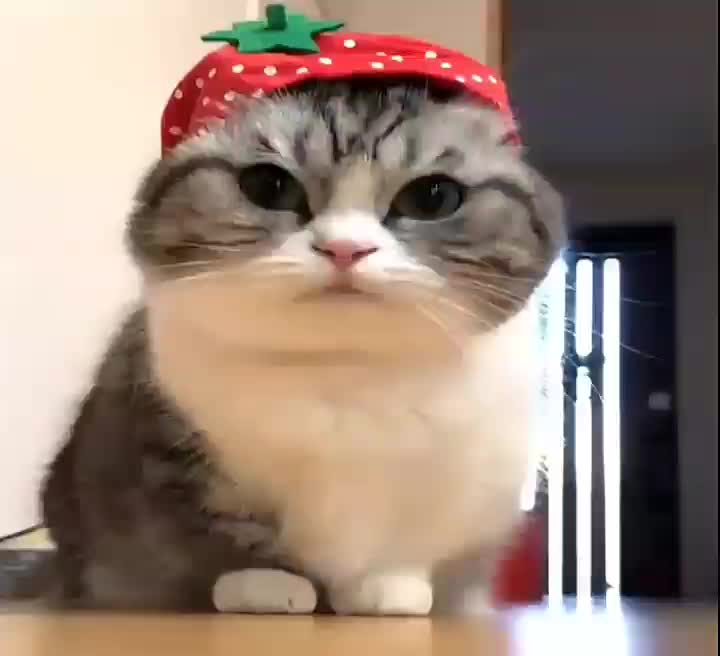 @гифки с комару