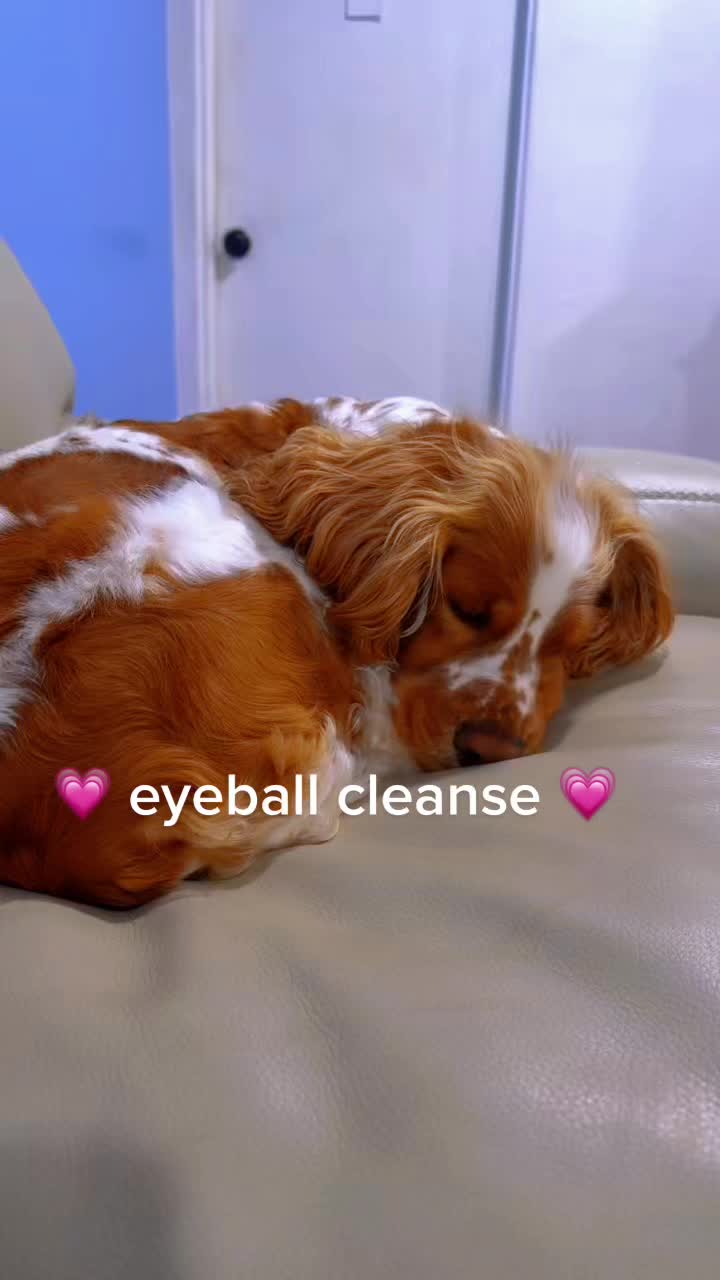 @Coco🐾✨
