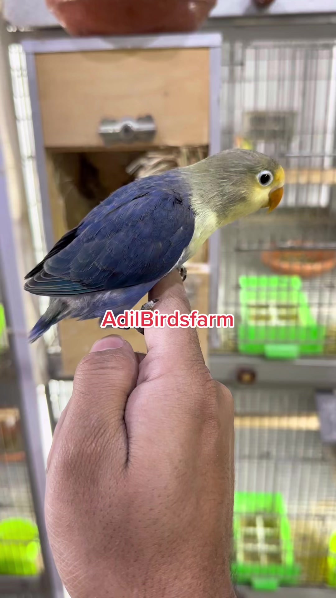 @AdilBirdsFarm