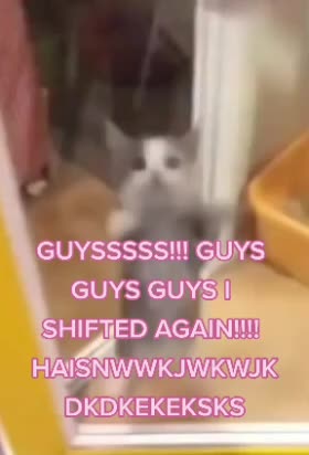@Kitty <3