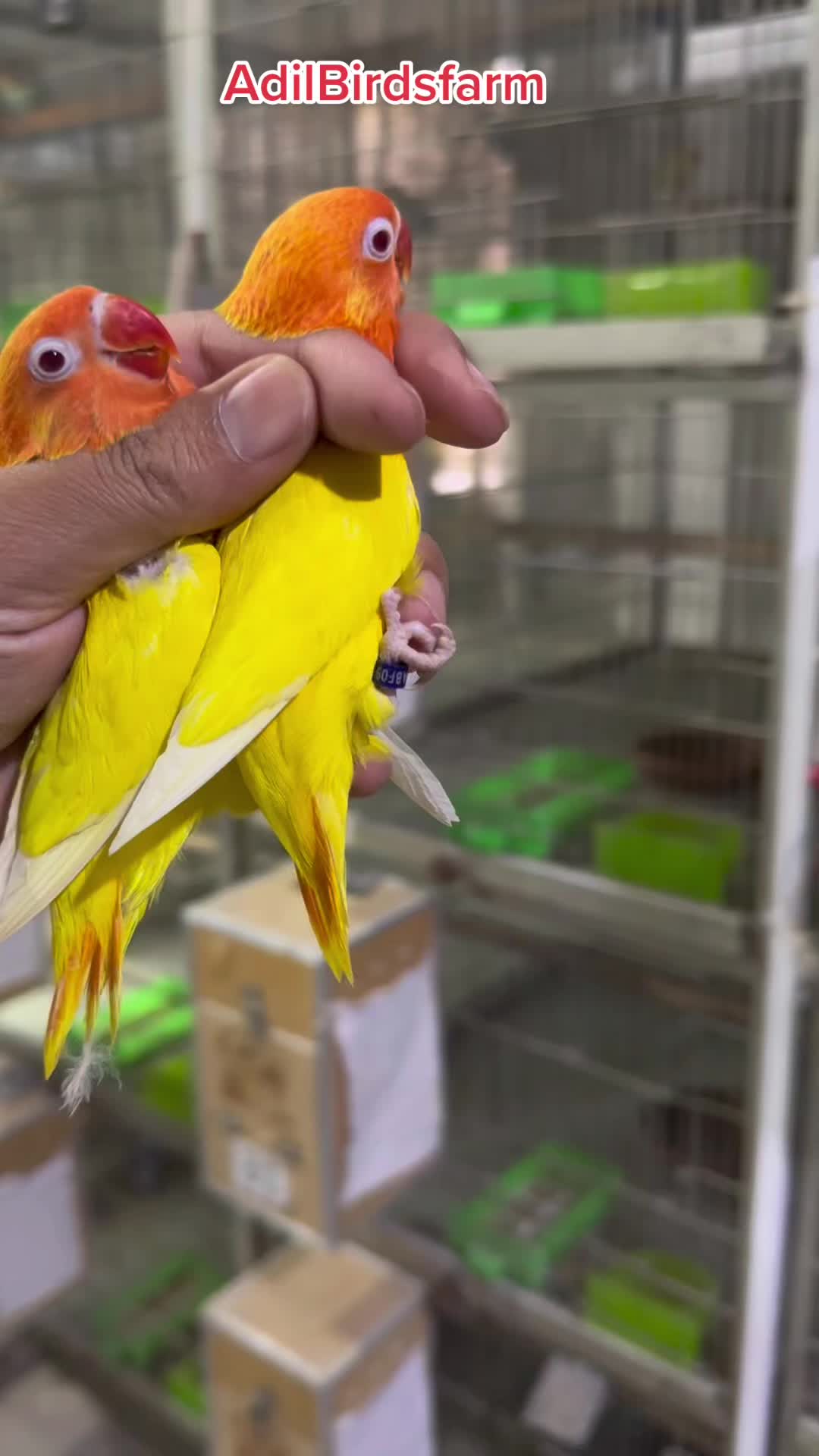 @AdilBirdsFarm