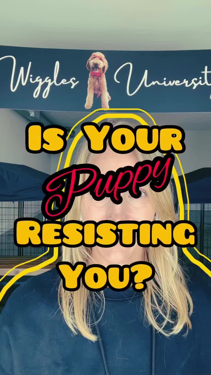 @Wiggles University