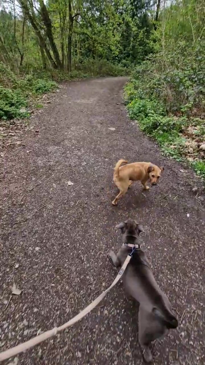 @woofTowalk