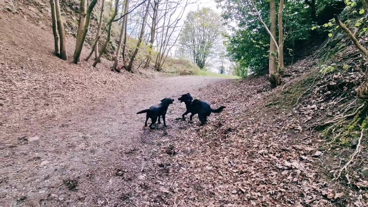 @woofTowalk