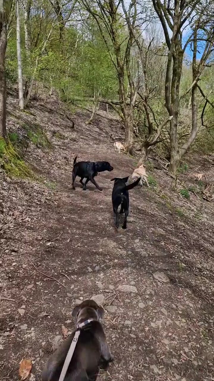 @woofTowalk