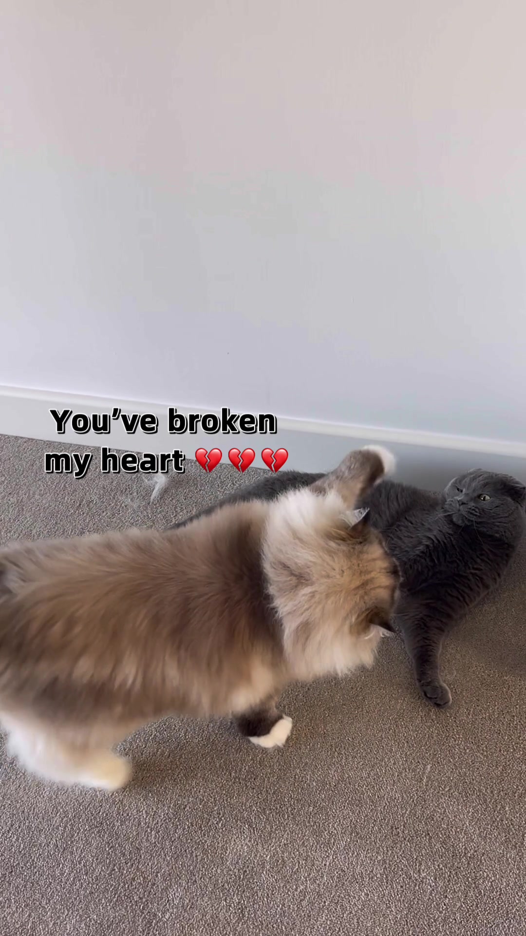 @Modern Cats family