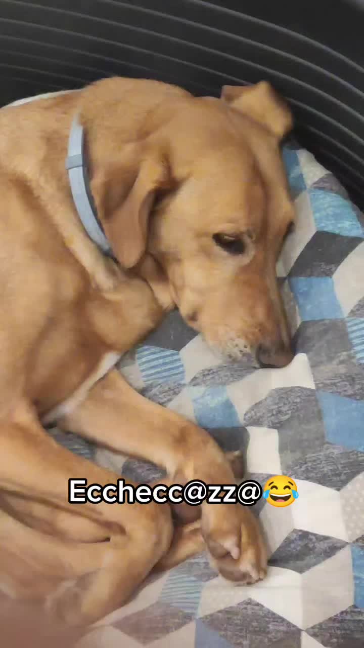 @Evelina 🤣comicit&agrave;🤣