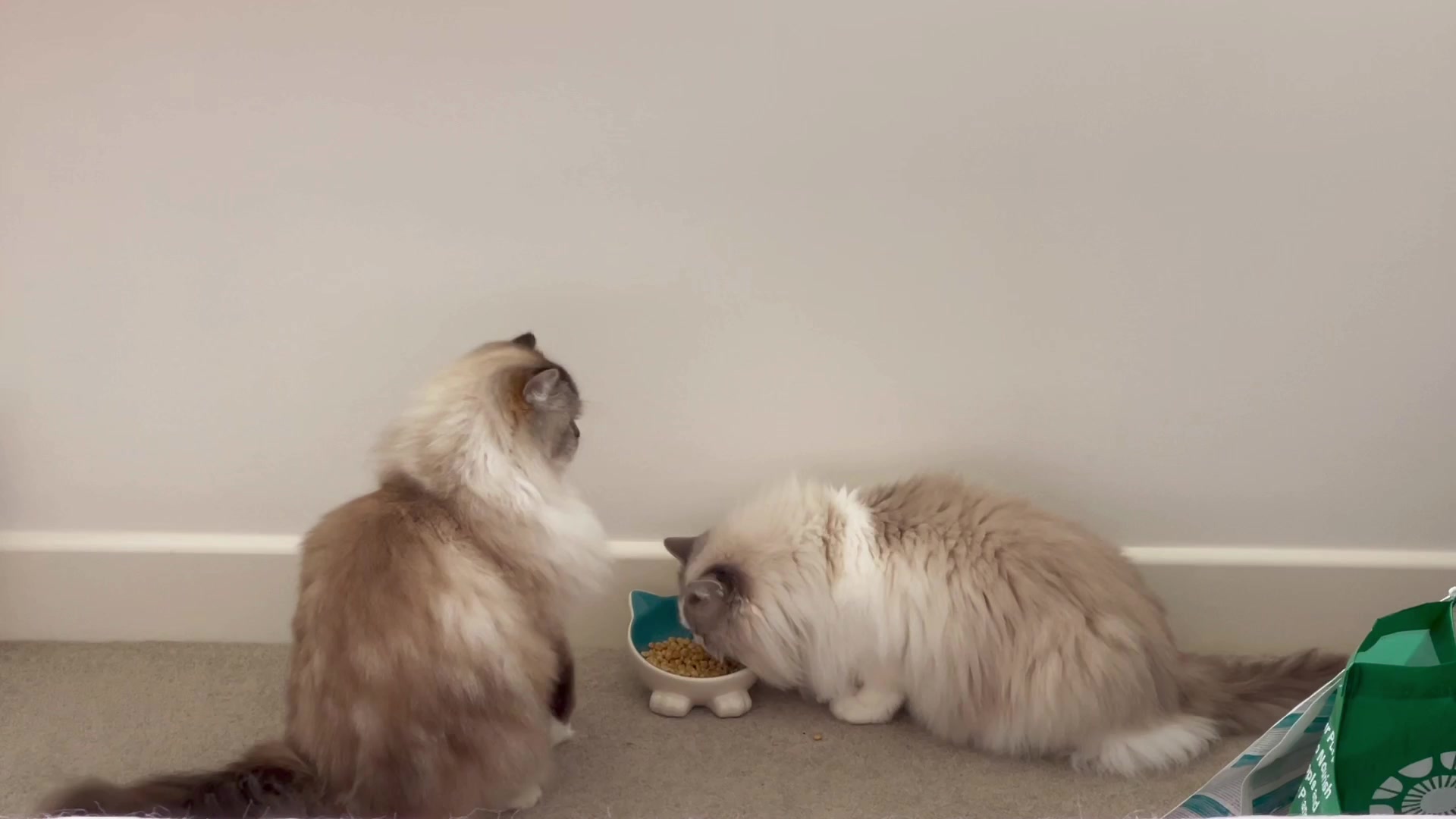 @Modern Cats family