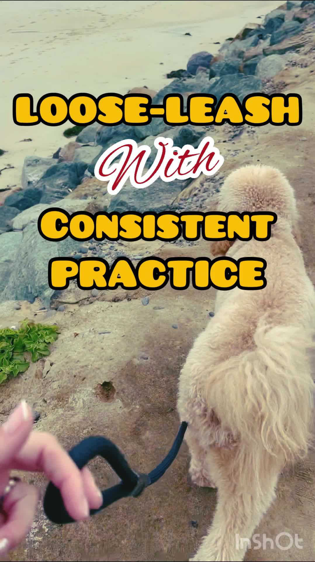 @Wiggles University