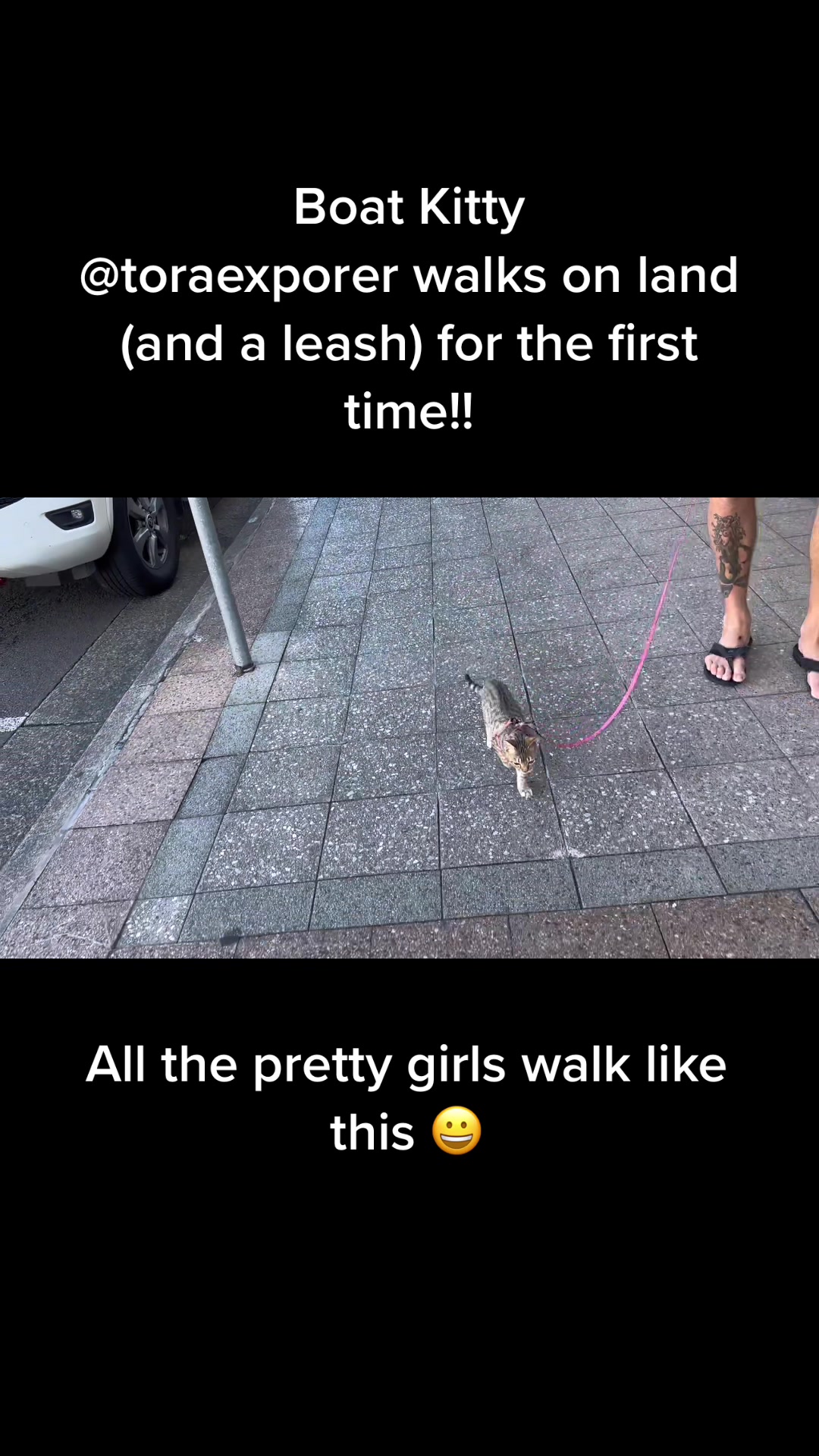@thatcutecat