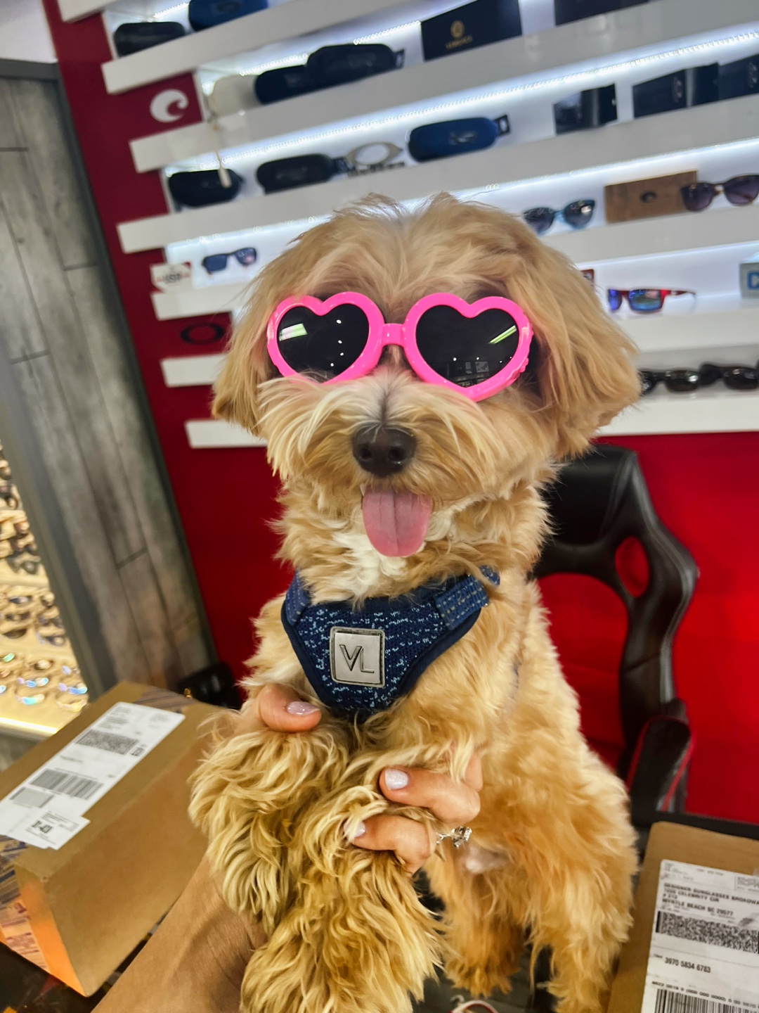 @Louis the Maltipoo