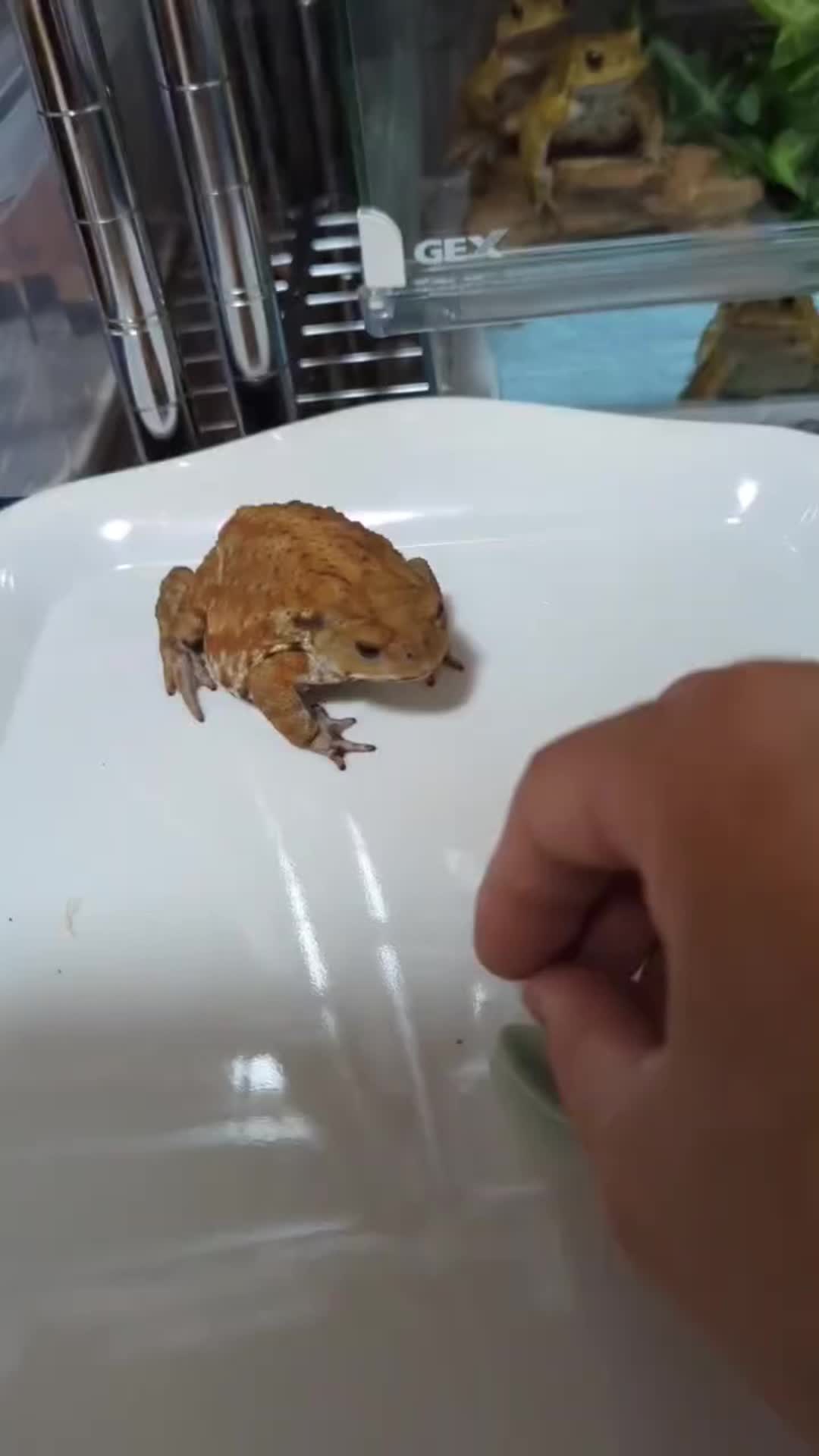 @toadhearted