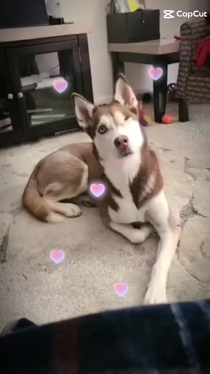 @𝗹𝘂𝗻𝗶𝘁𝗮🐕🐾
