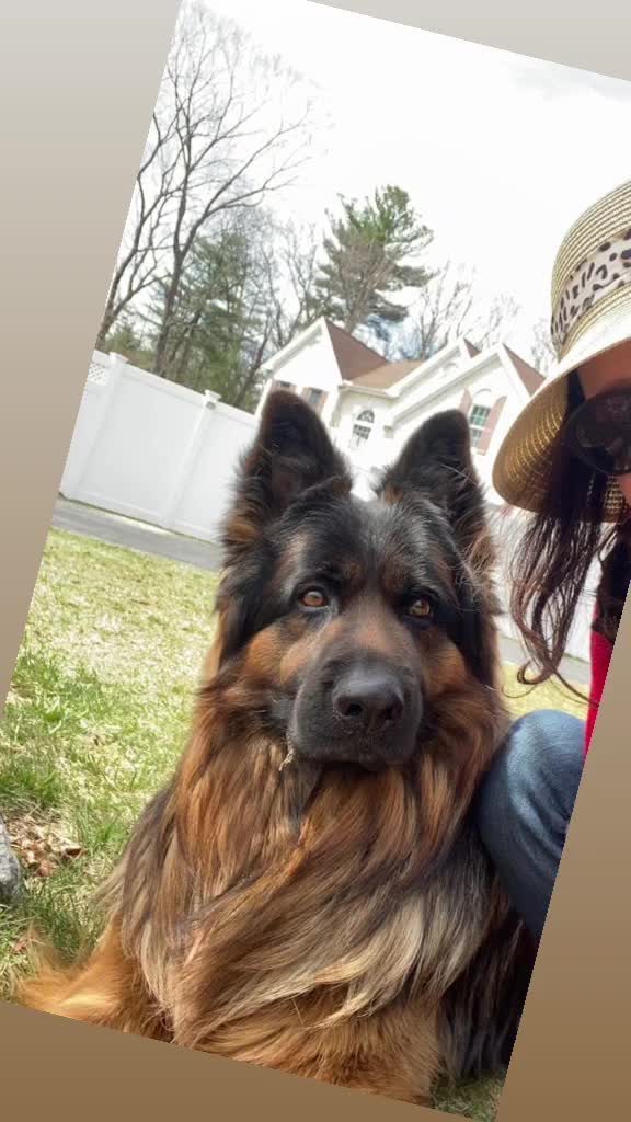 @Buzz the German Shepherd