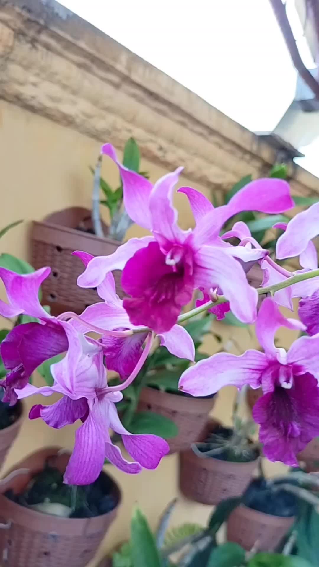 @Anggina Orchid