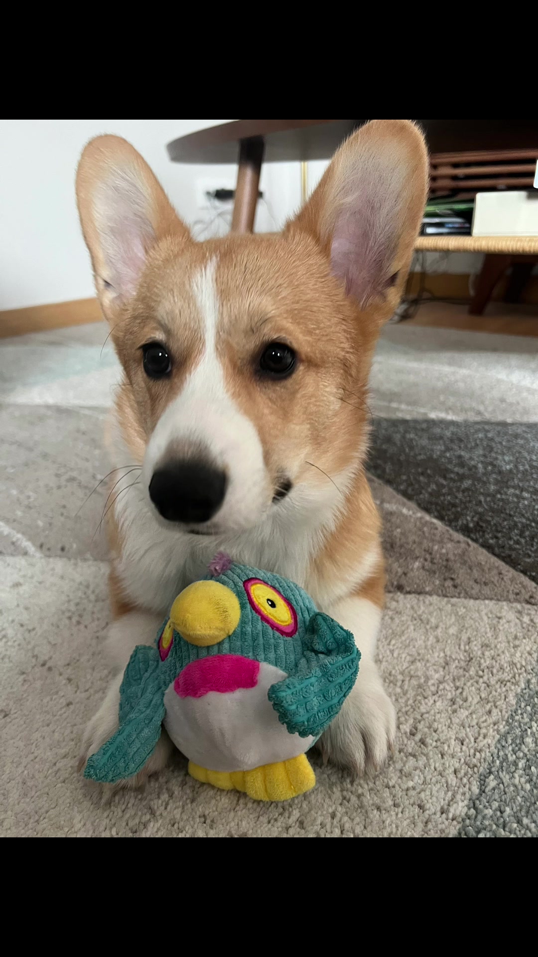 @Monty the Pembroke Welsh Corgi