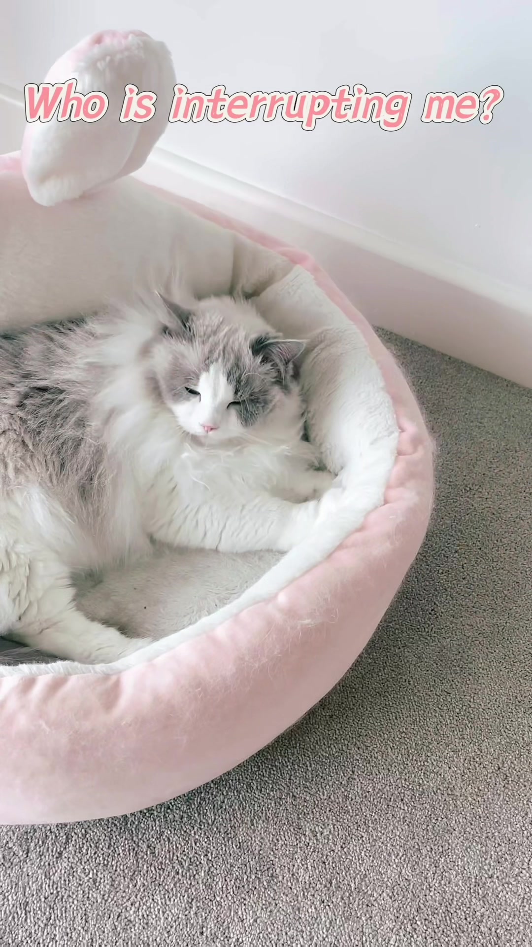 @Modern Cats family