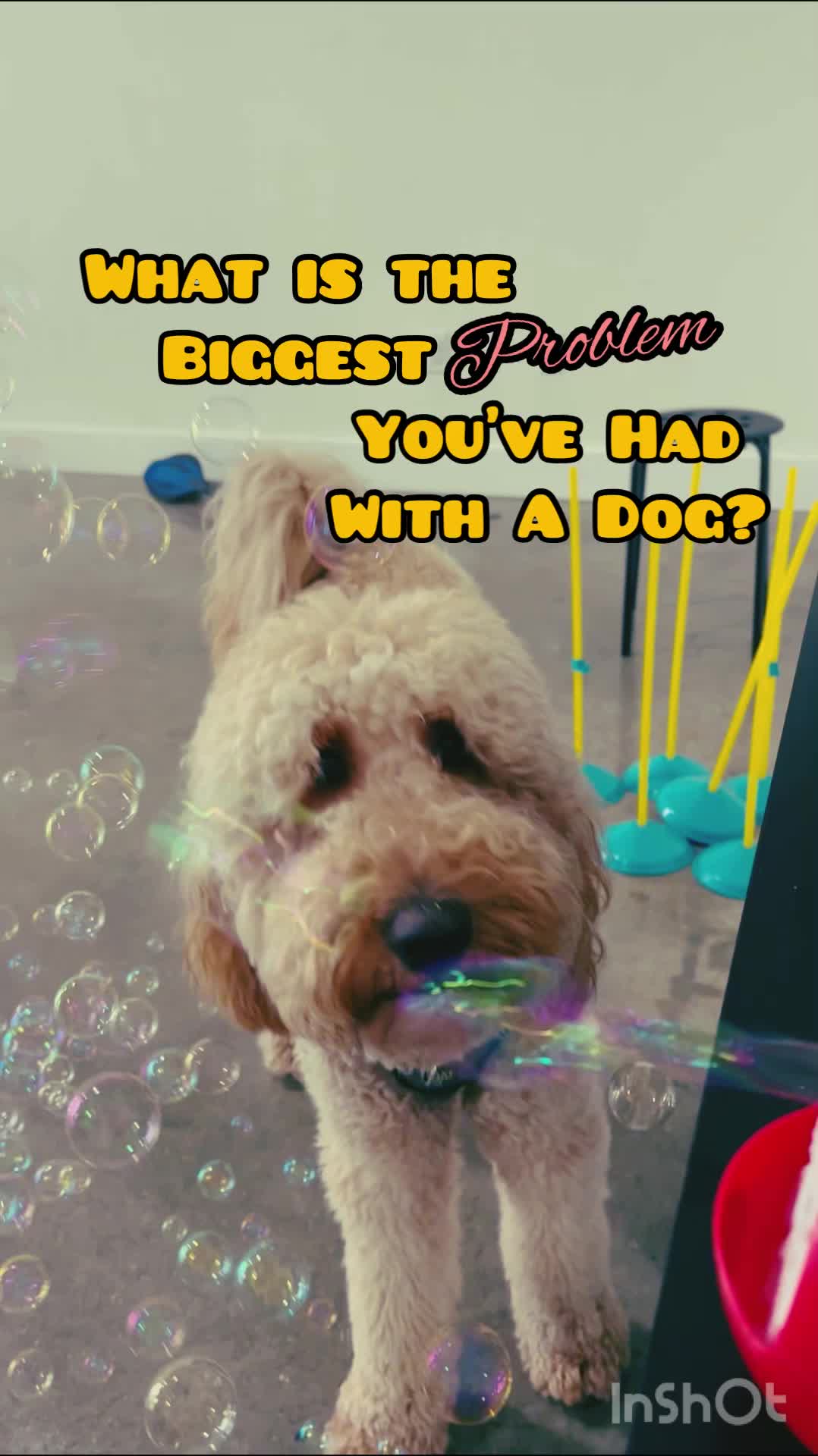 @Wiggles University