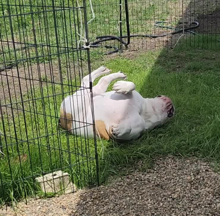 @BulldogTopiaInTexas💙💙💙💙💙