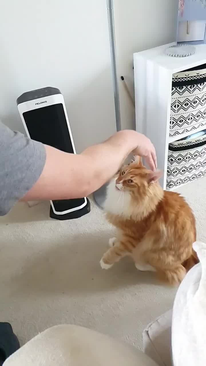 @Odintheforestcat