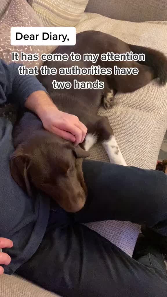@Kali the Collie Labrador