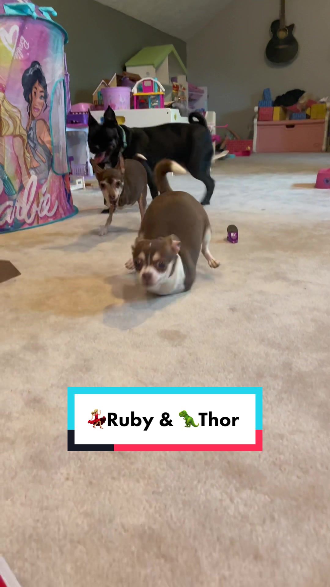 @TurboRoo the 2Legged Chihuahua