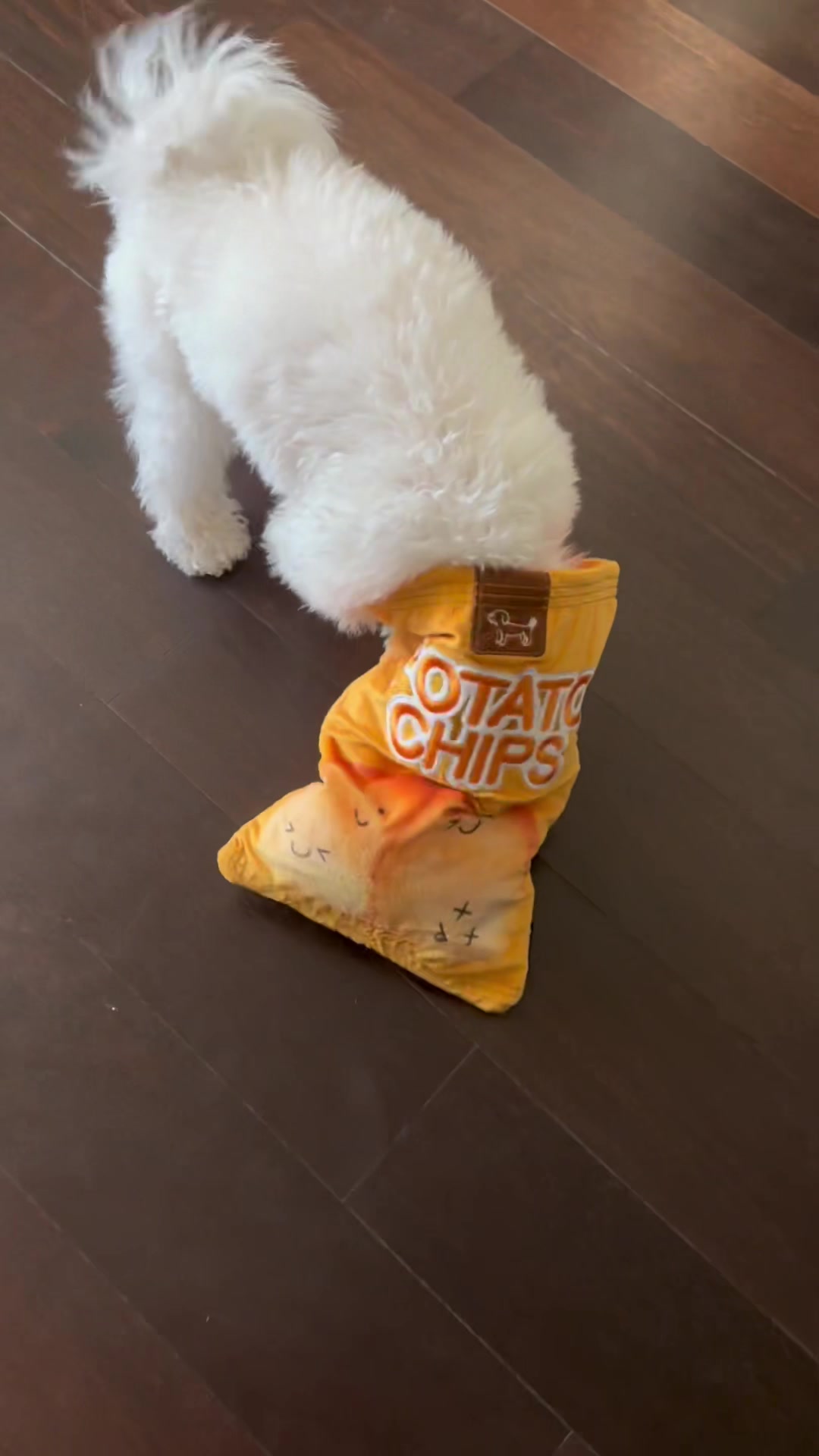 @Rui the Bichon