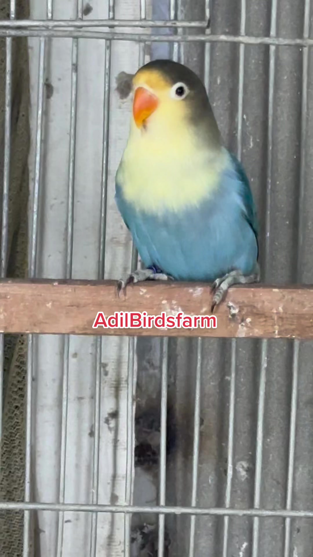 @AdilBirdsFarm