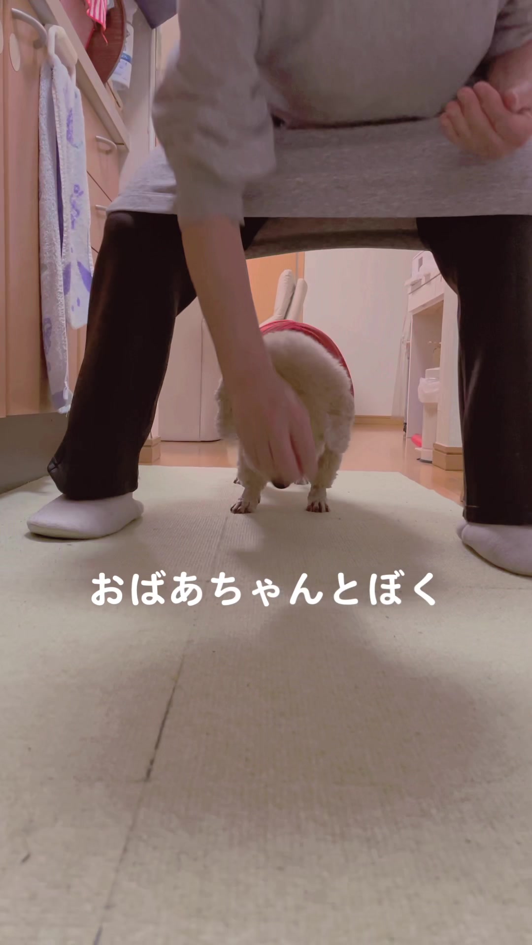 @きなこ